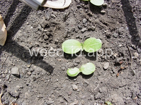 milkthistle, blessed